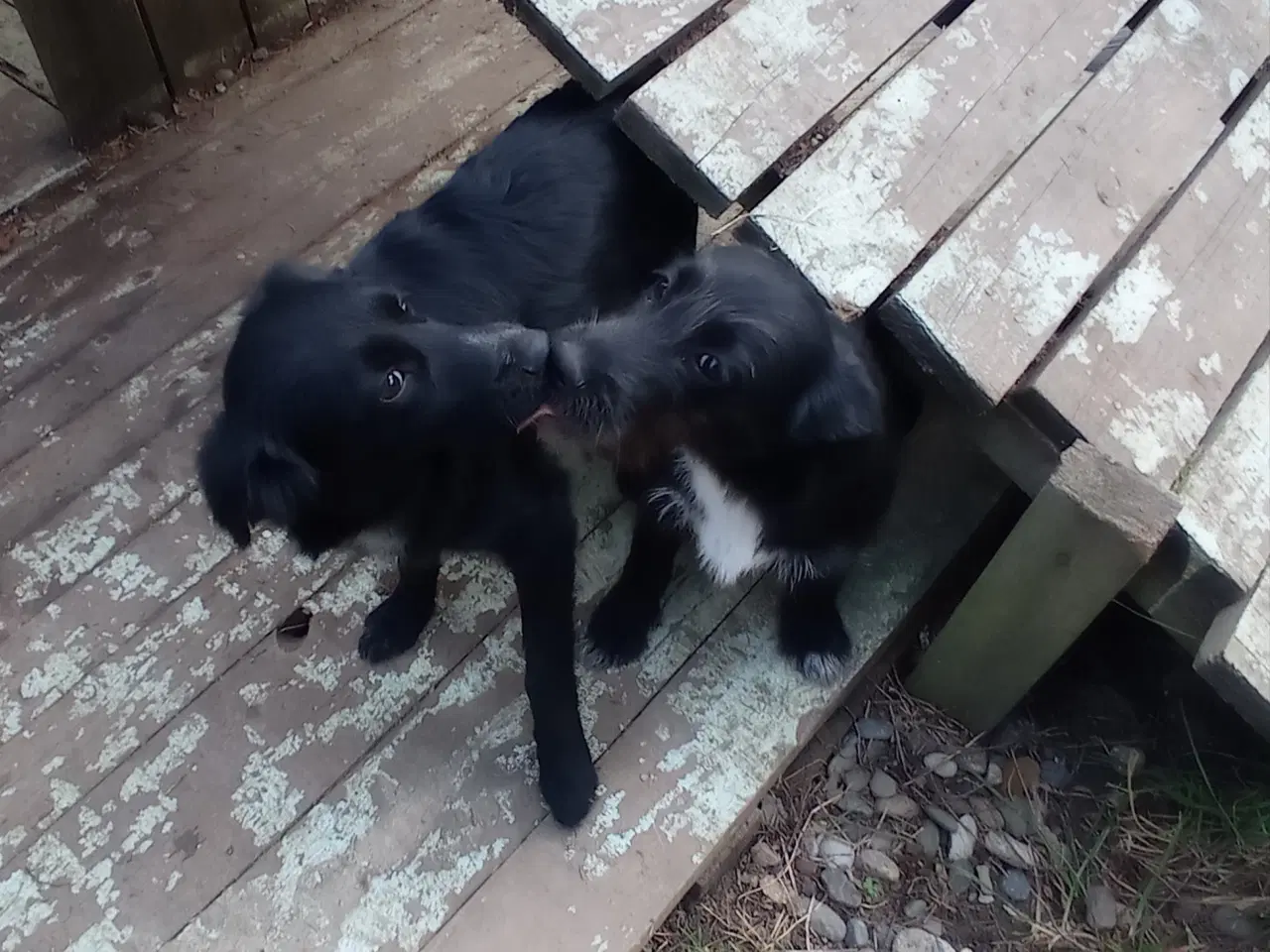 Billede 5 - Allis - Frisk lille kærlig pige