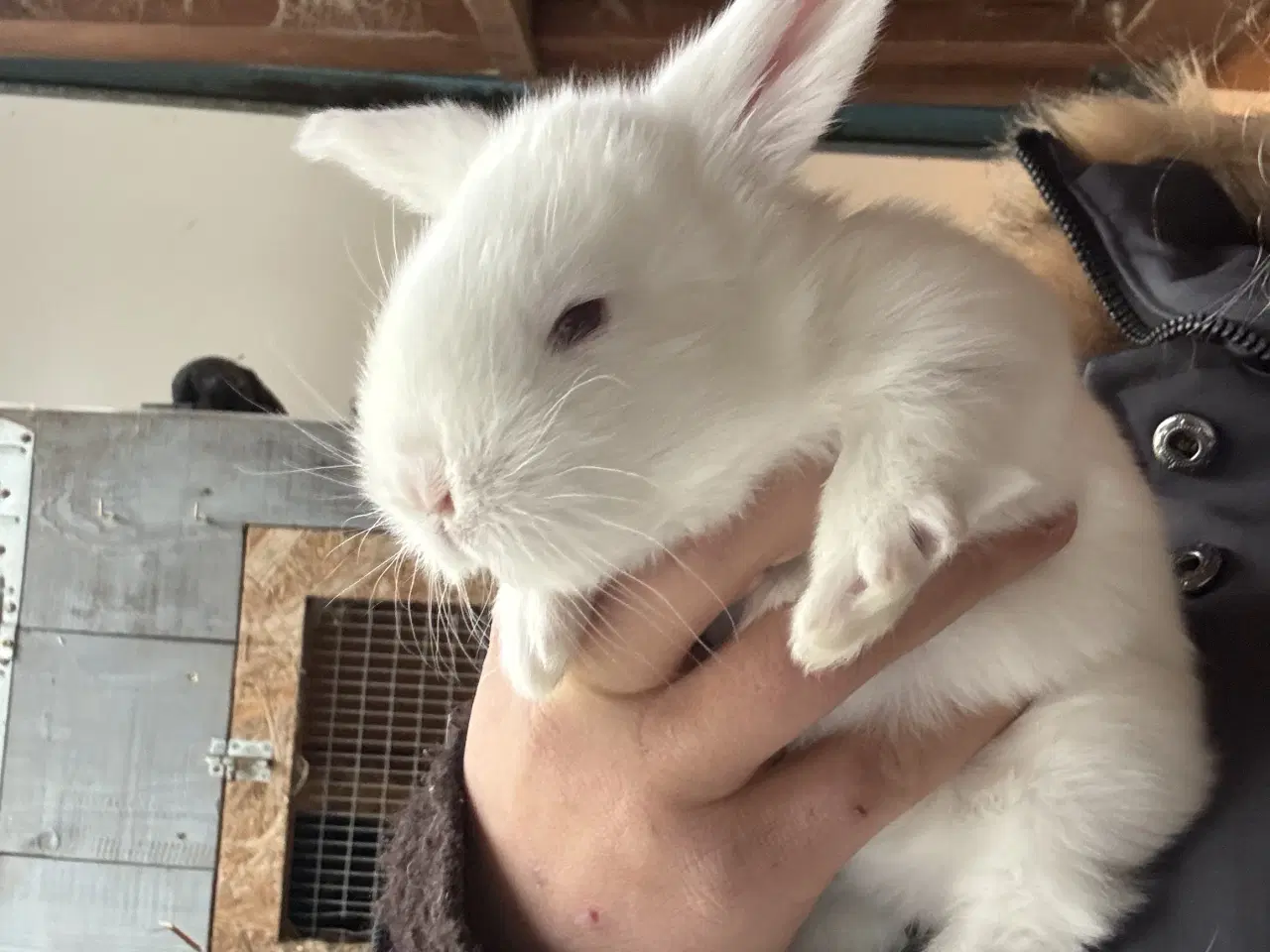 Billede 3 - Fransk vædder kanin unger 