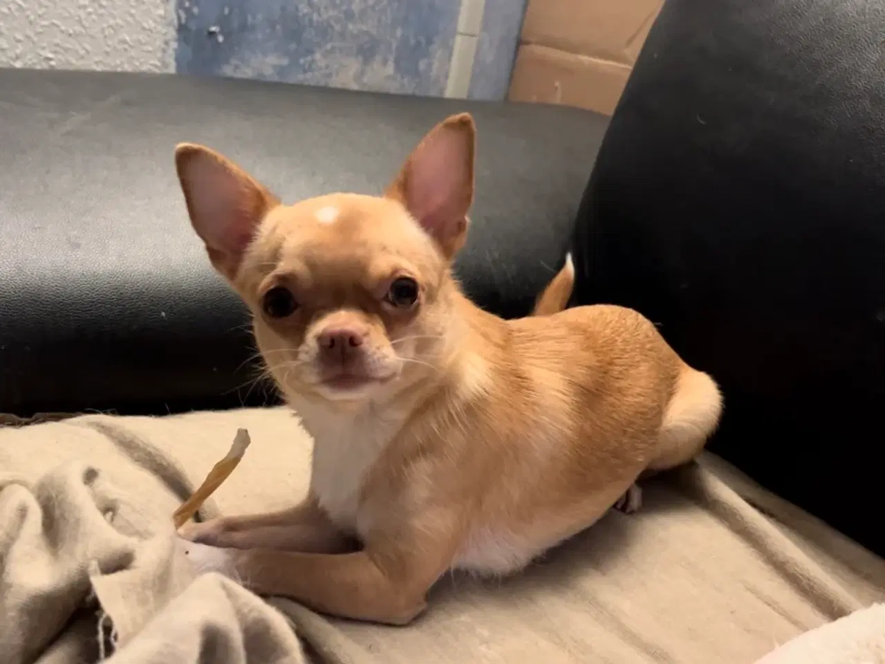 Billede 1 - Chihuahua tæve 