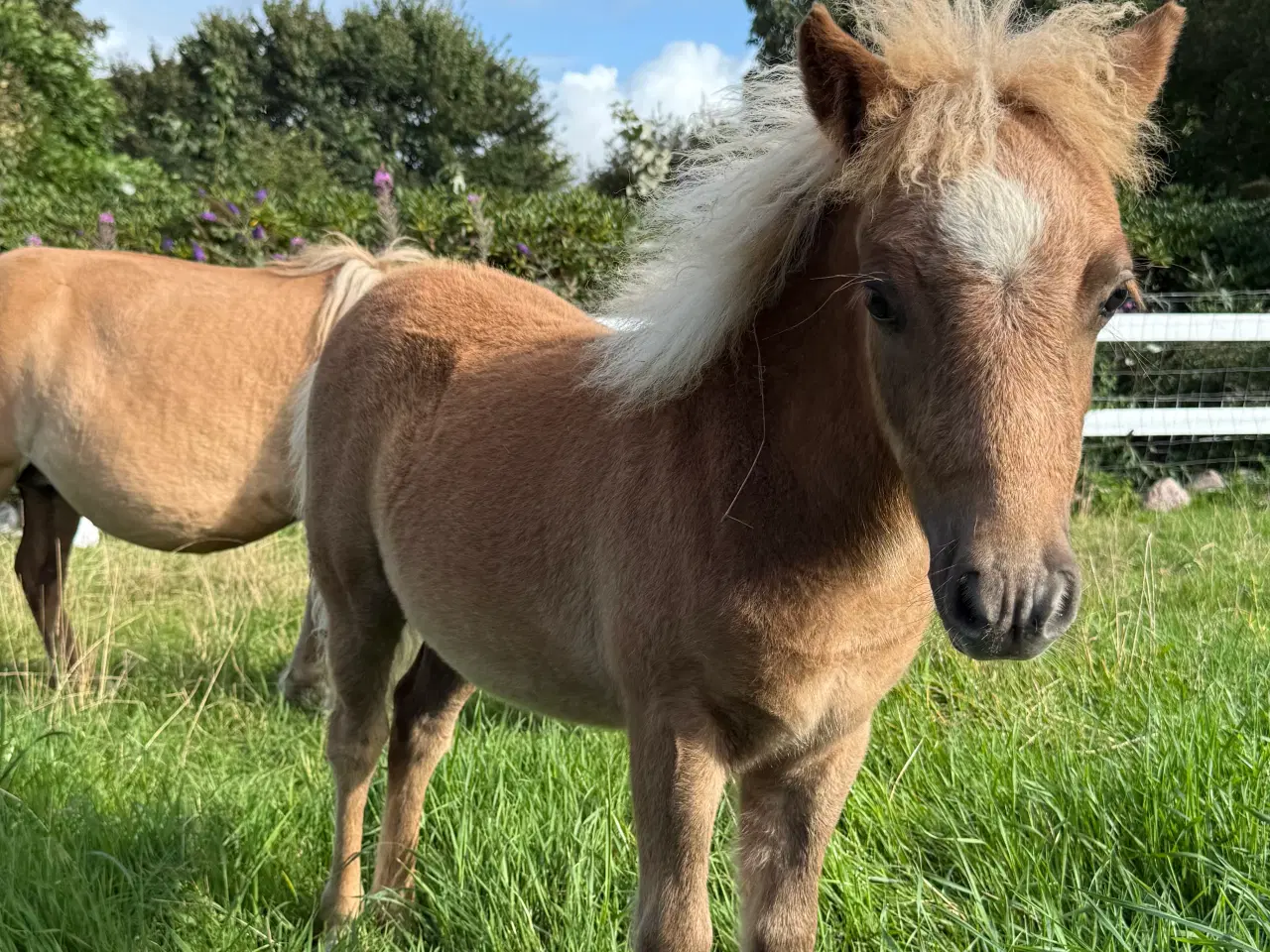 Billede 10 - Skøn mini pony 