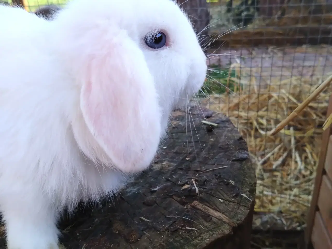 Billede 3 - Smukke minilop kaniner 