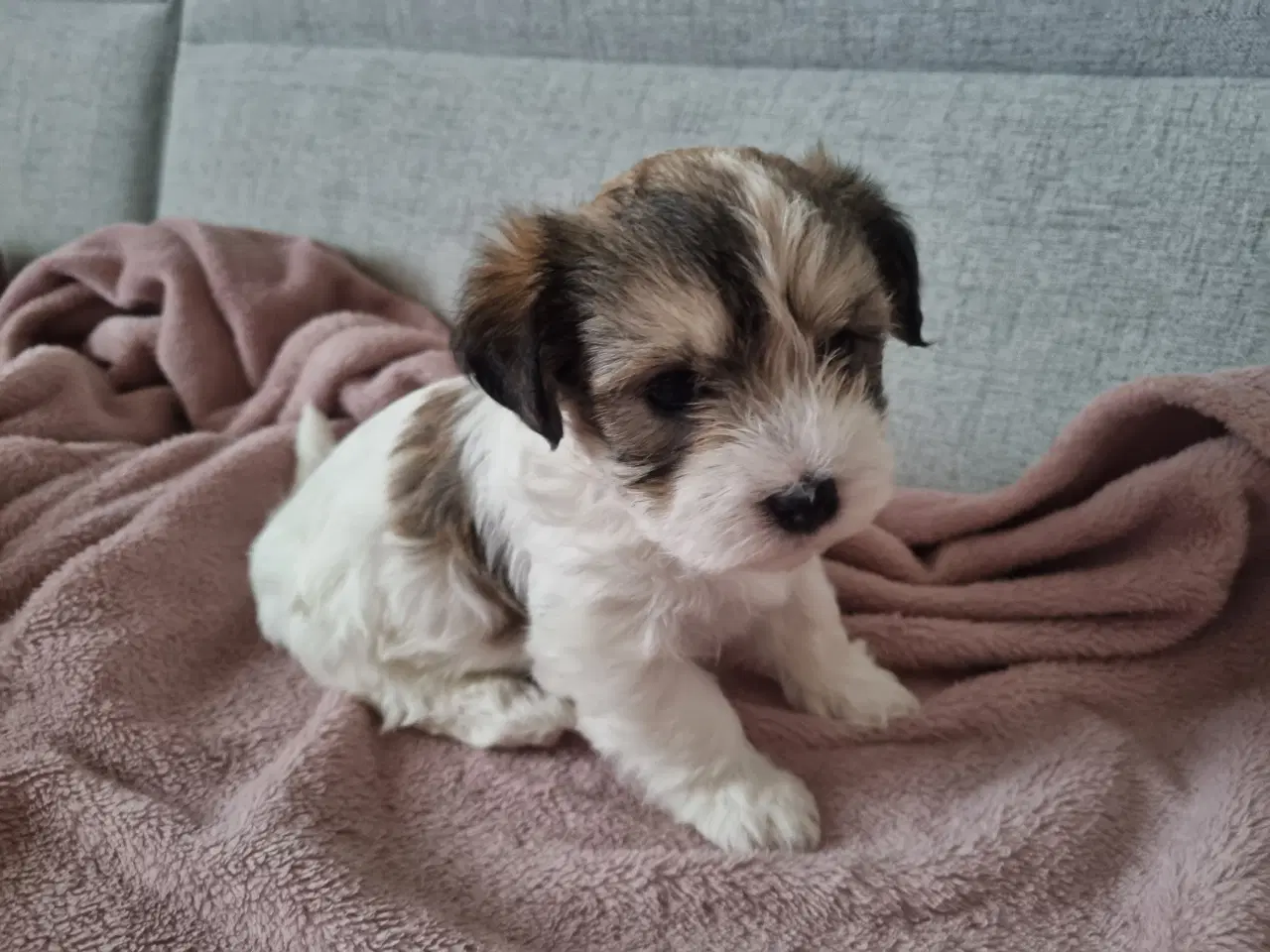 Billede 6 - Jack russell terrier/ Malteser 