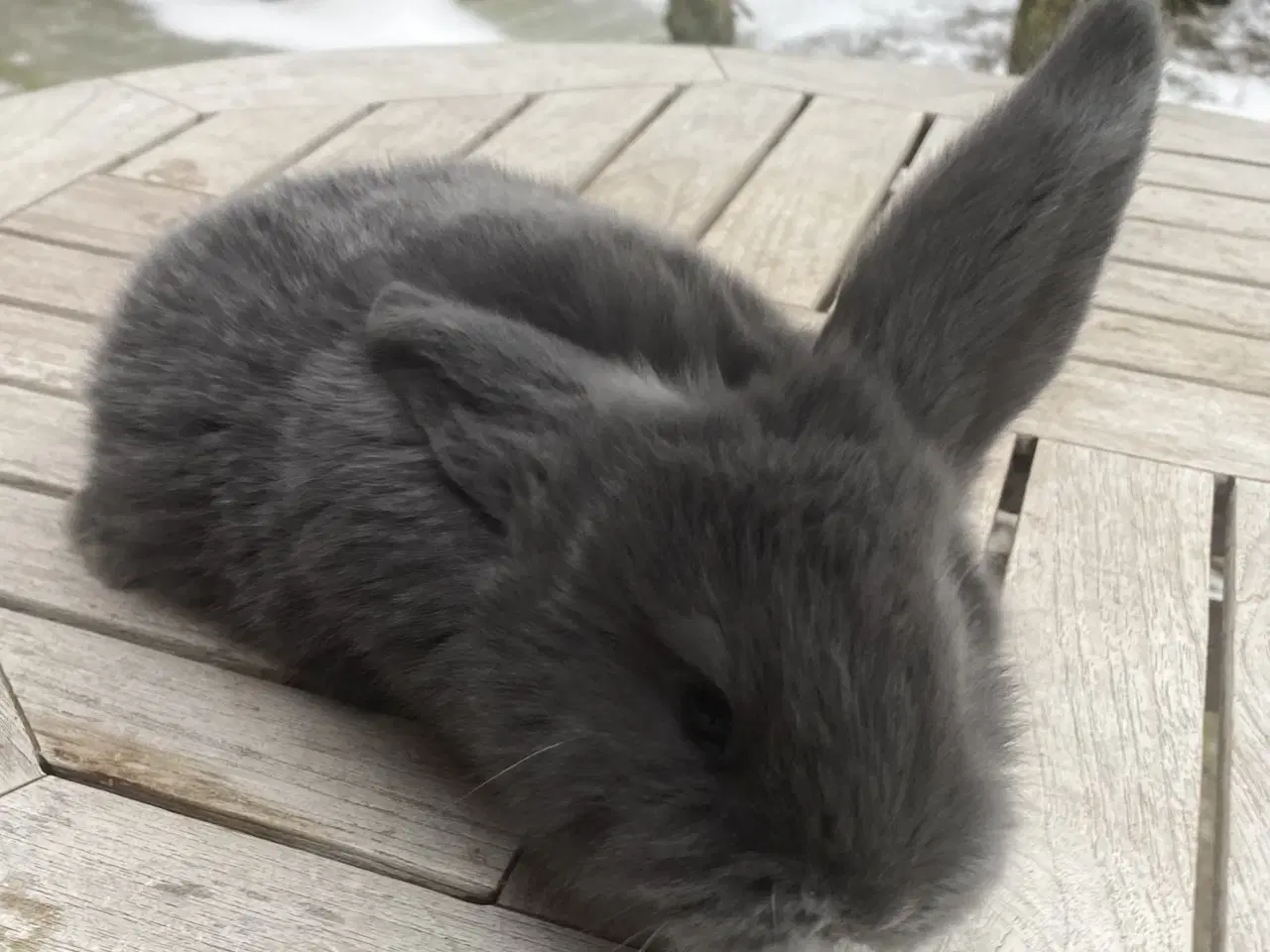 Billede 4 - FRANSK VÆDDER HAN BLÅ