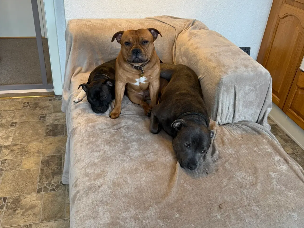 Billede 9 - Staffordshire Bull Terrier - Skøn hanhund