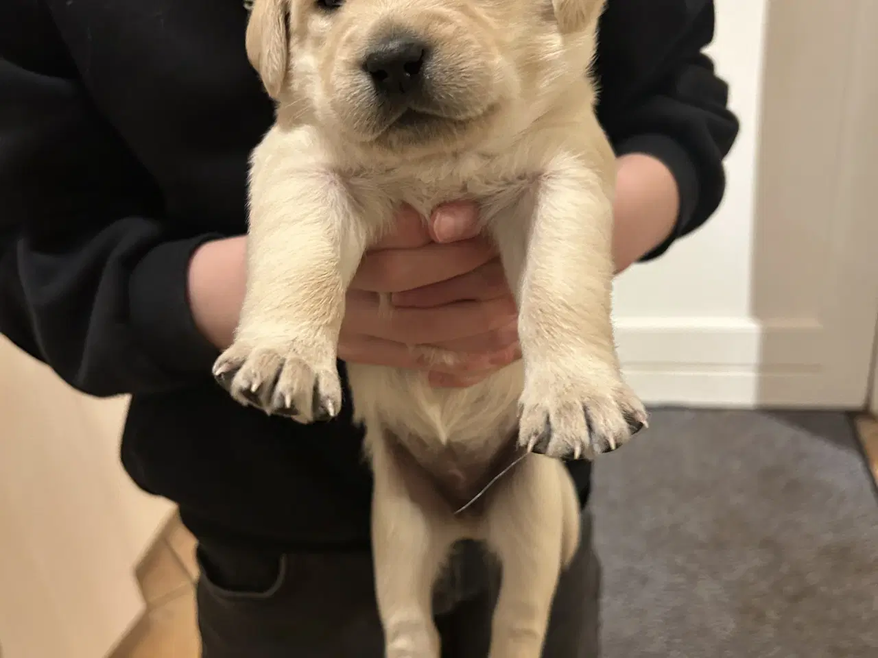 Billede 3 - Udsolgt De sødeste hundehvalpe