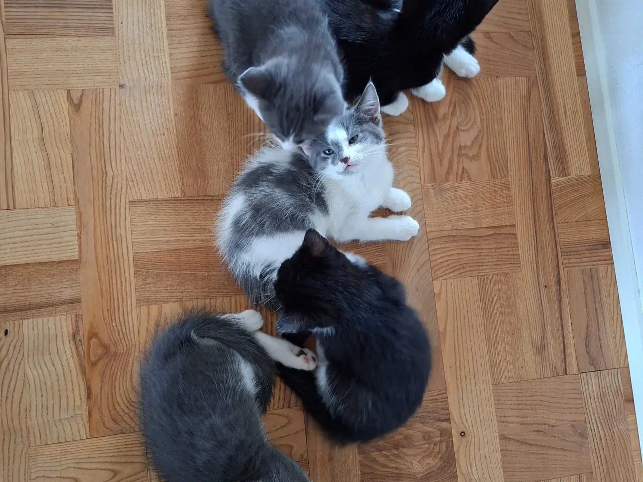 Billede 7 - Killinger - Mainecoone blanding