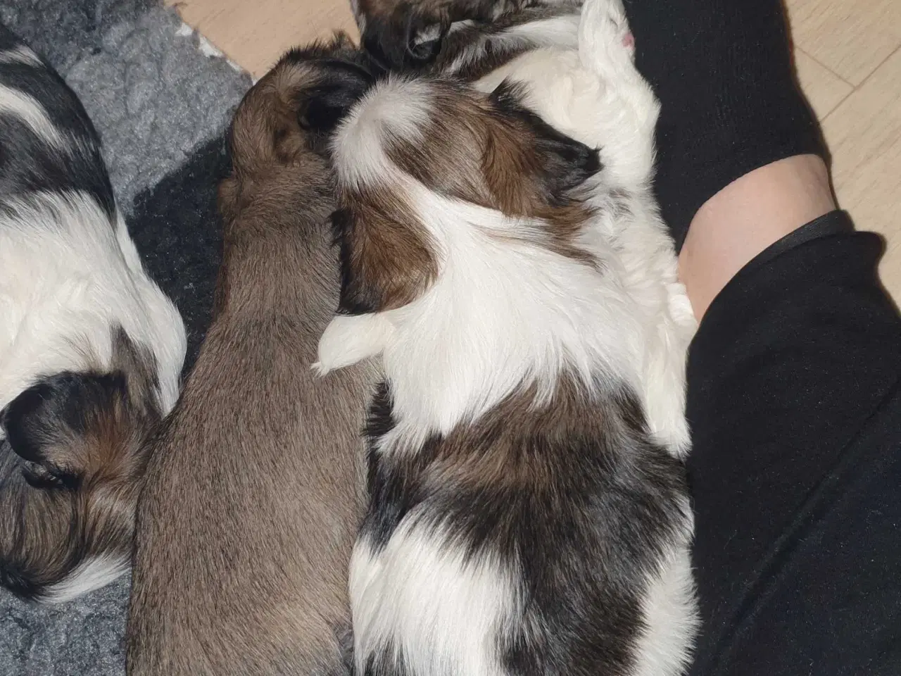 Billede 8 - Super lækre Lhasa Apso hvalpe 🐾💕