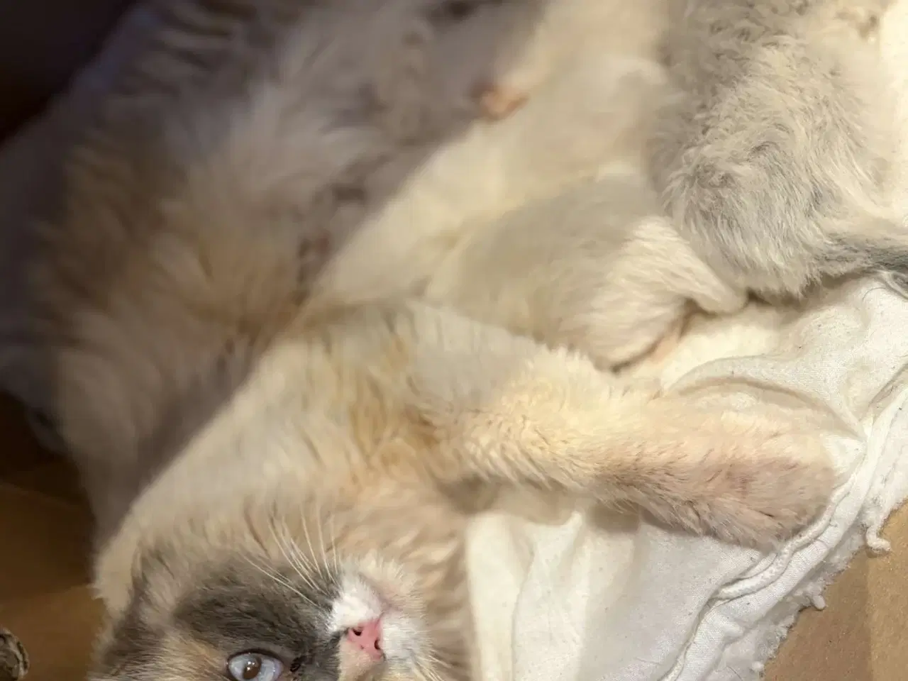 Billede 4 - Ragdoll/birma Killinger søger nye kærlige hjem
