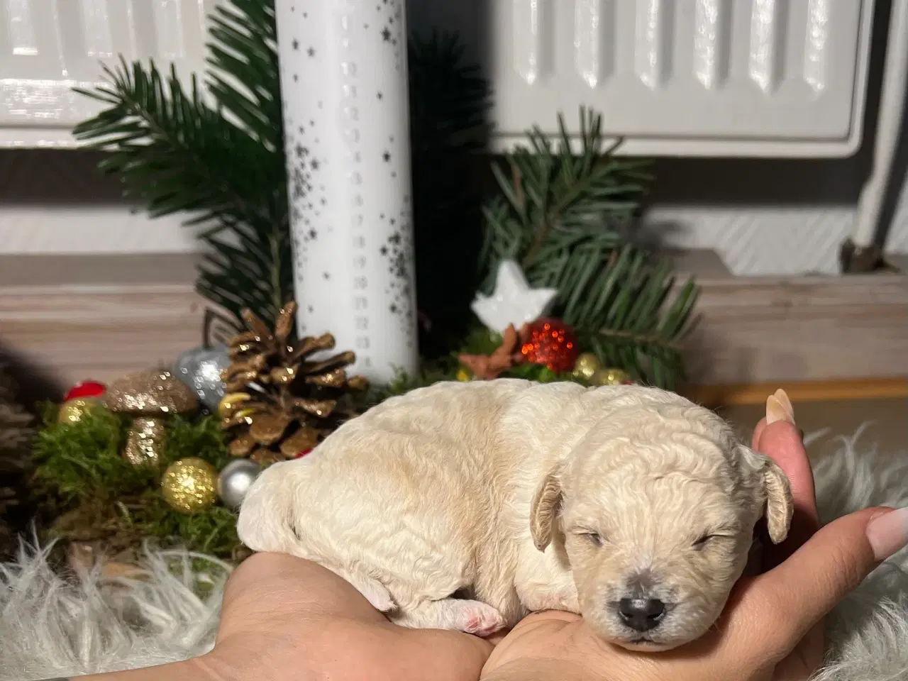 Billede 8 - Cavapooo