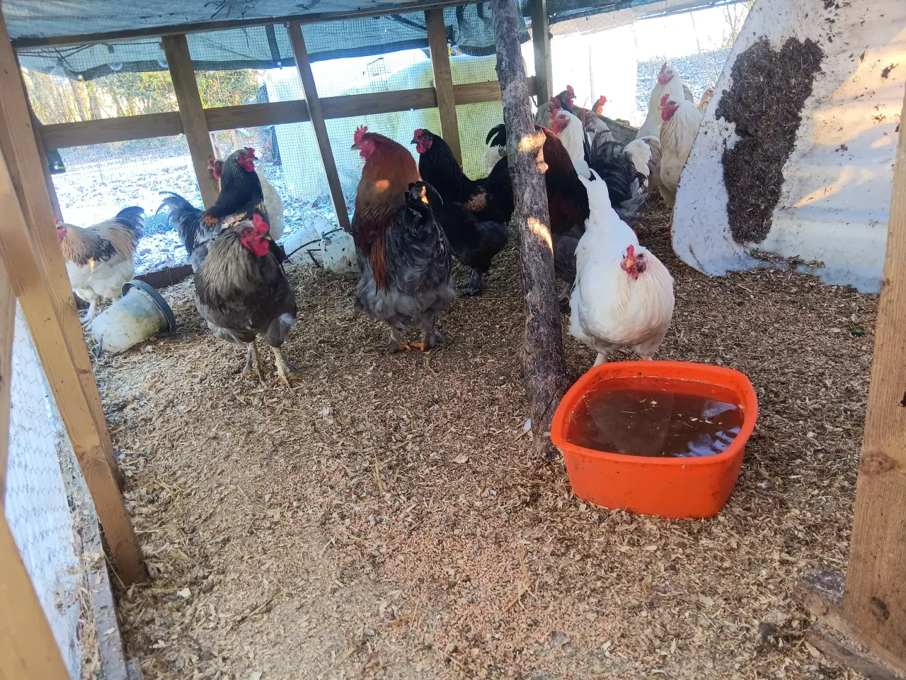 Billede 1 - 9 store flotte Haner 