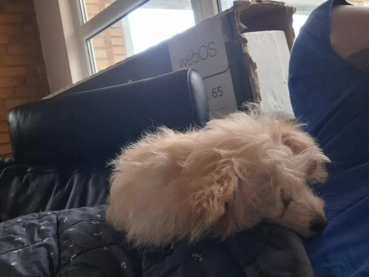 Billede 8 - Pompoo hvalpe 1 drenge klar nu