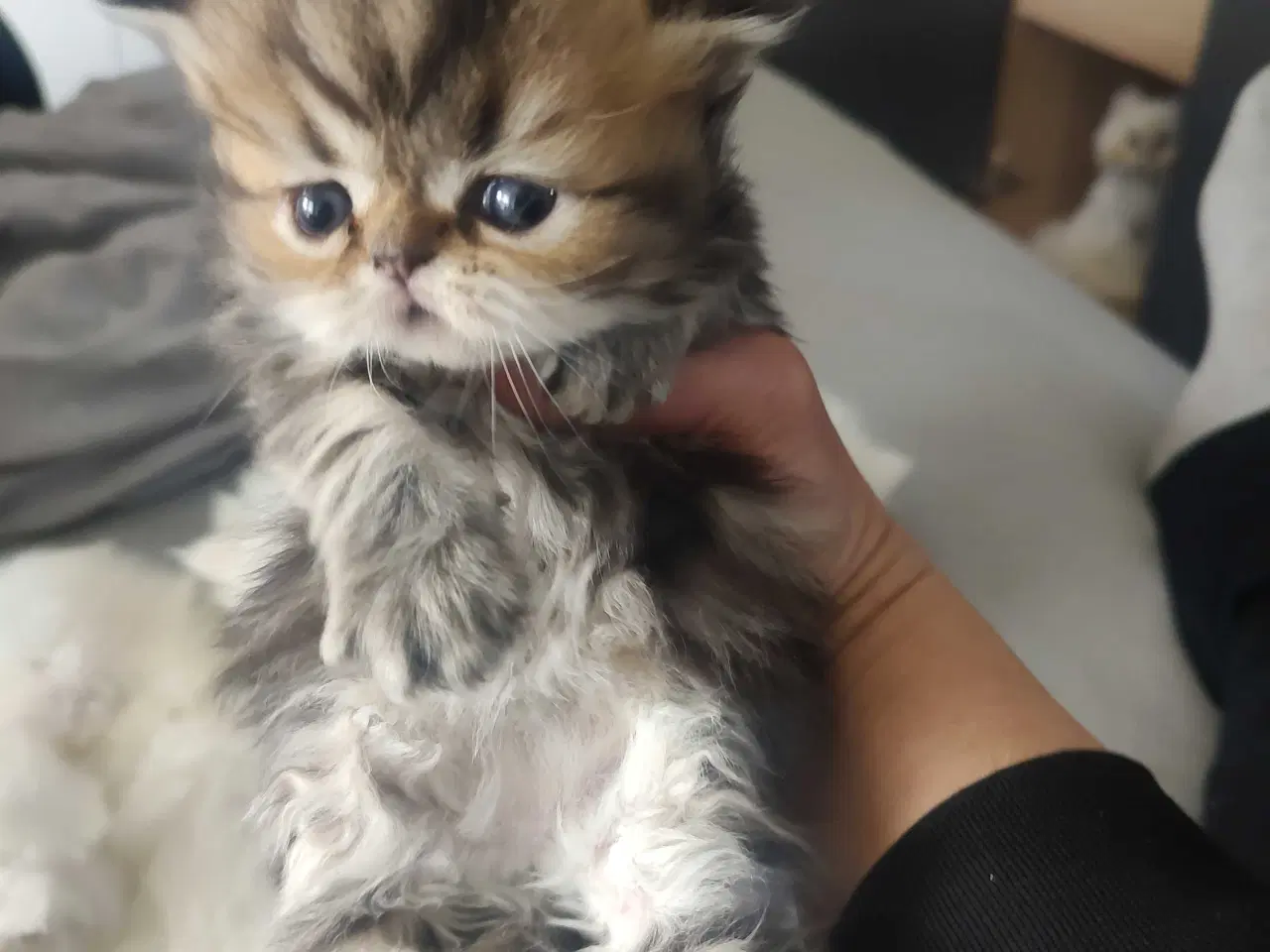 Billede 9 - Perser killinger 