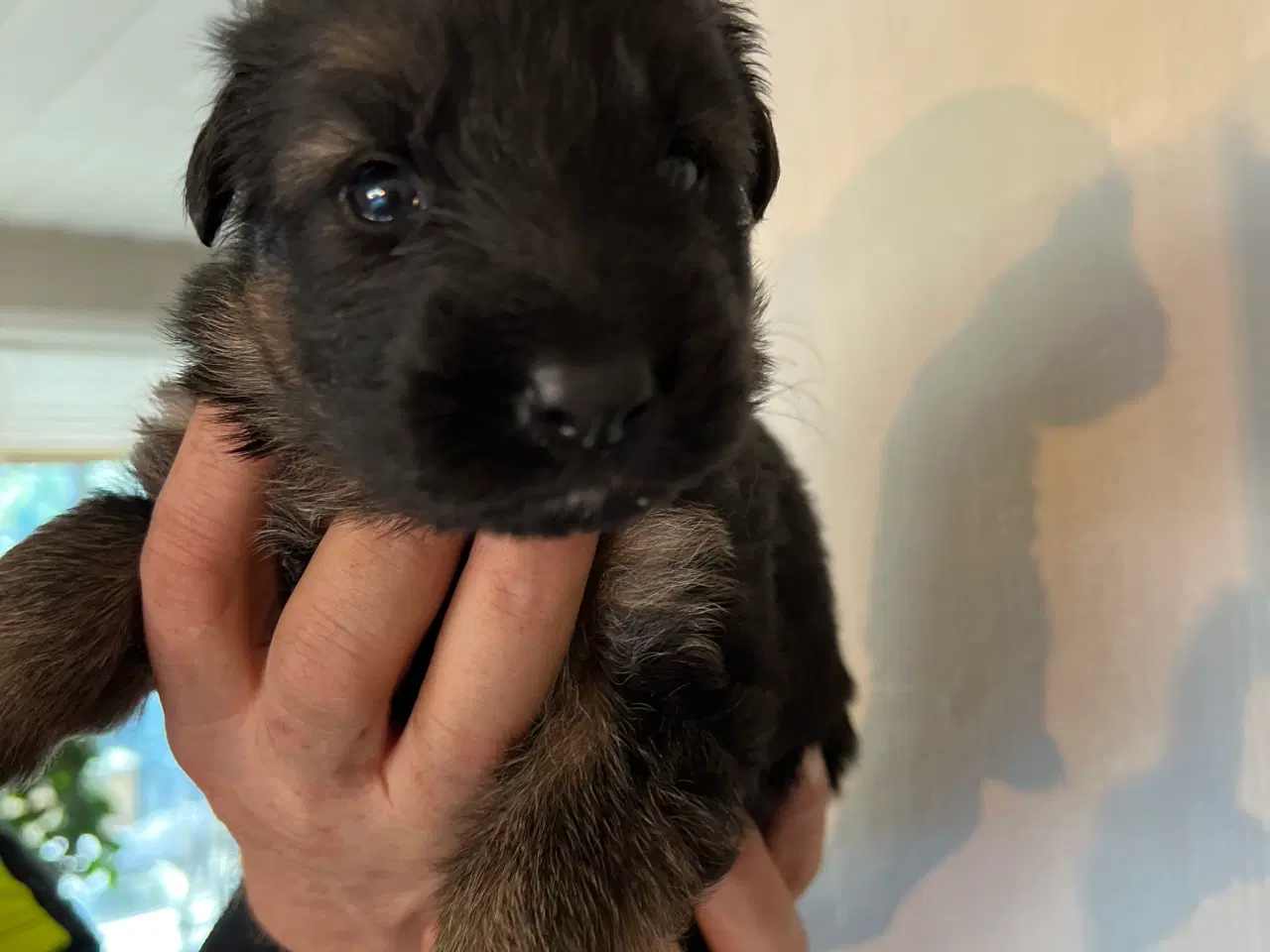 Billede 4 - 4 uger gamle ægte langhåret schæferhvalpe sælges, 