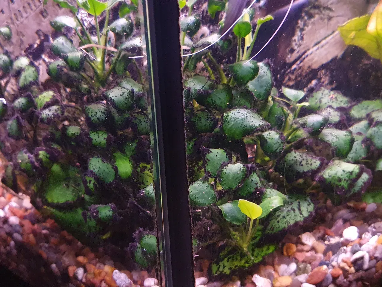 Billede 1 - Anubias