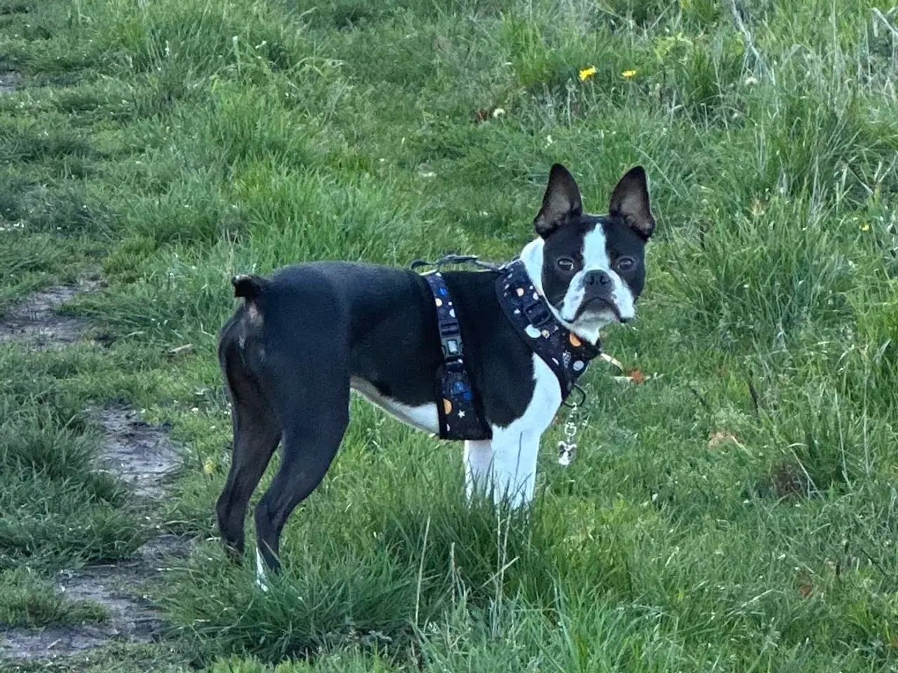 Billede 4 - Boston terrier