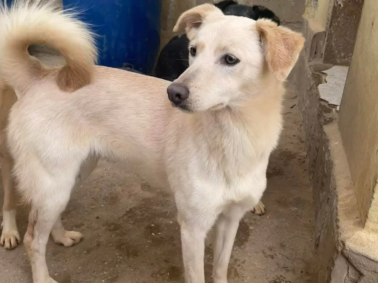 Billede 2 - Zitta søger familie. 