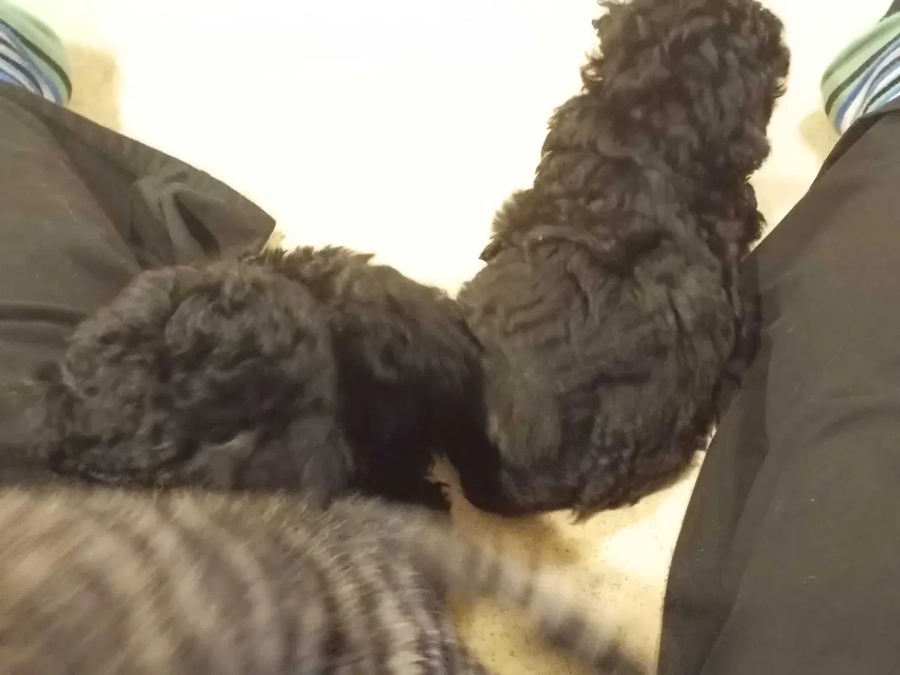 Billede 5 - F1b cockerpoo tæver 