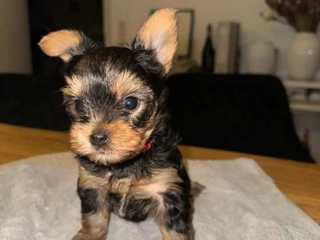 Billede 4 - Yorkshire Terrier