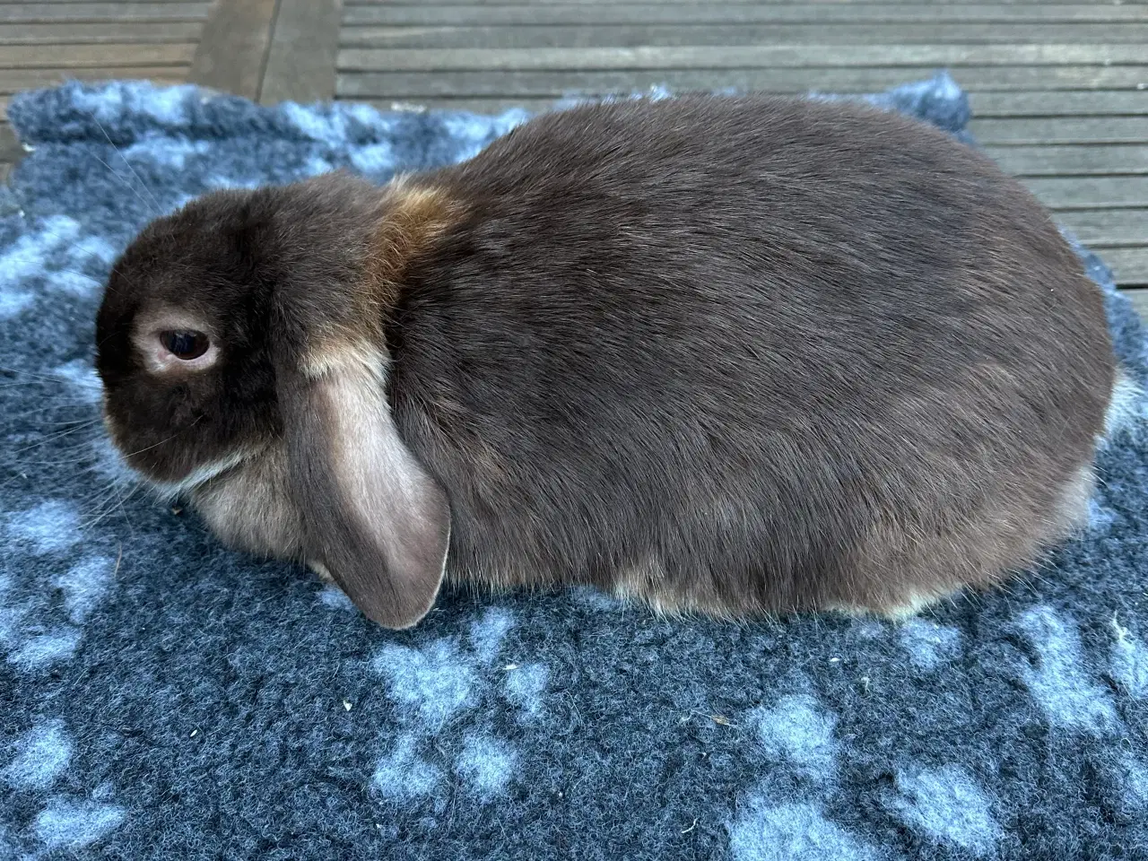 Billede 5 - Minilop kaninunge