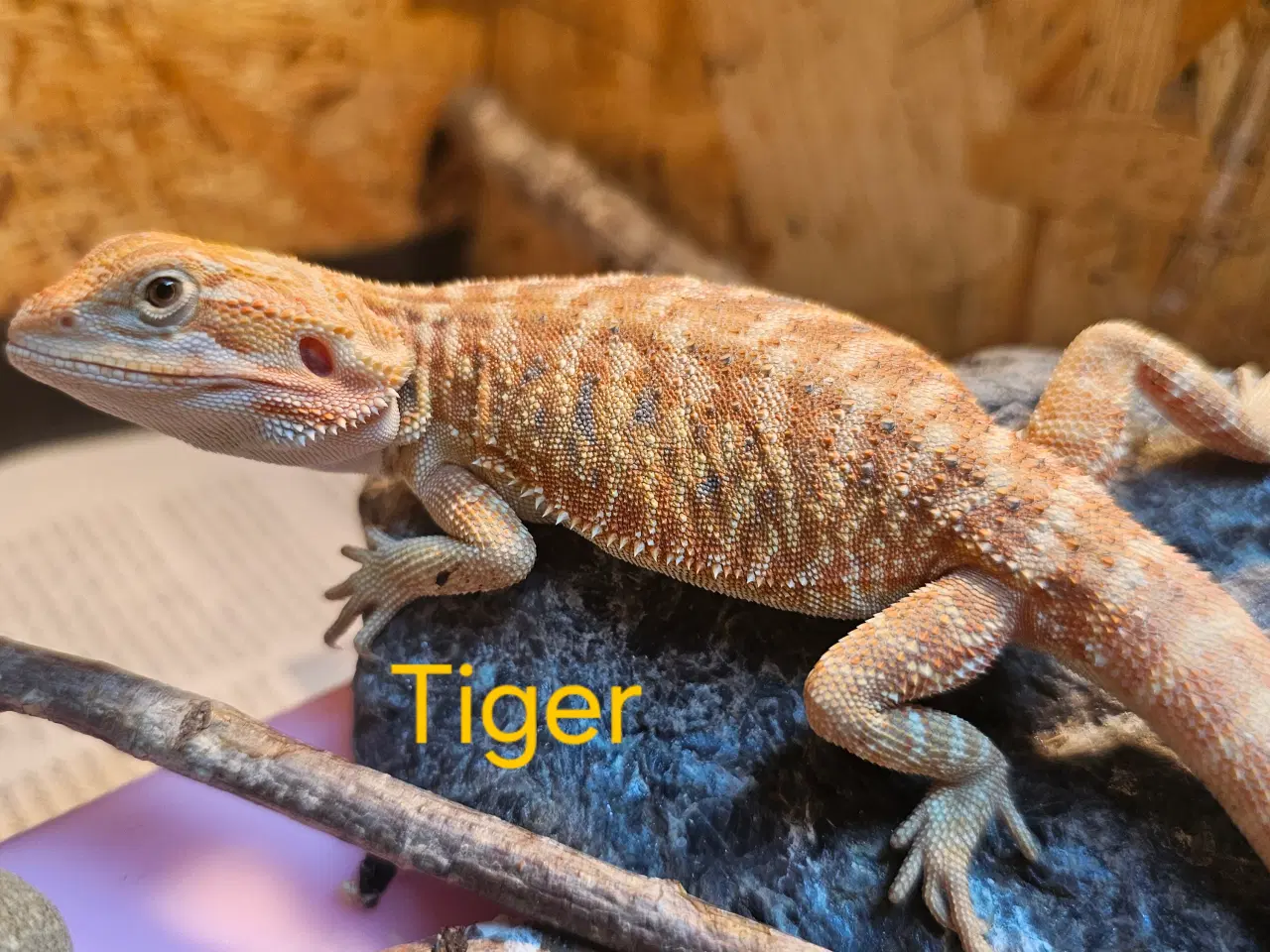 Billede 12 - Skægagame unger med rabat ( : Bud modtages 😊