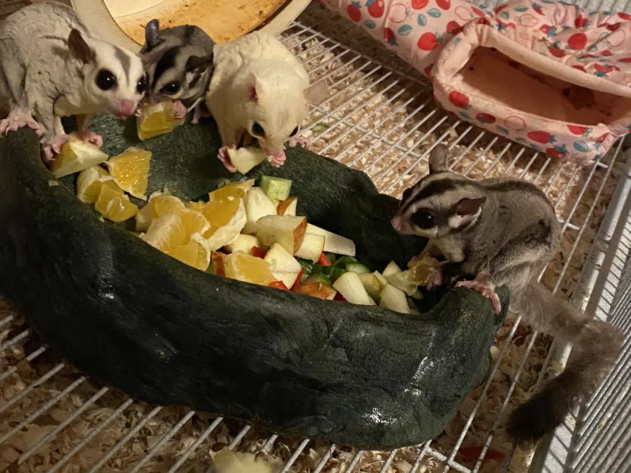 Billede 2 - 6 Sugar glider med stort bur