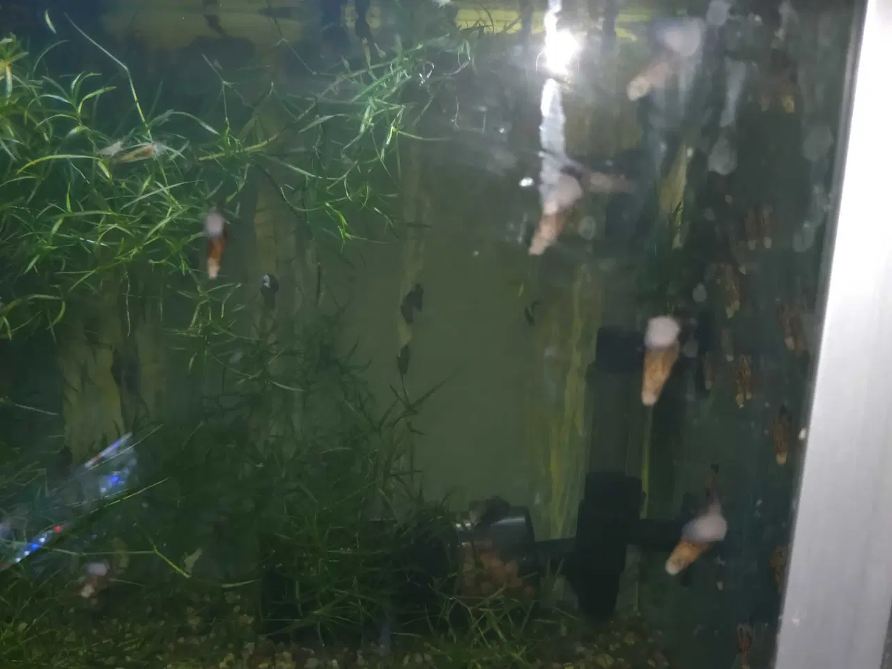 Billede 1 - Helena snegle