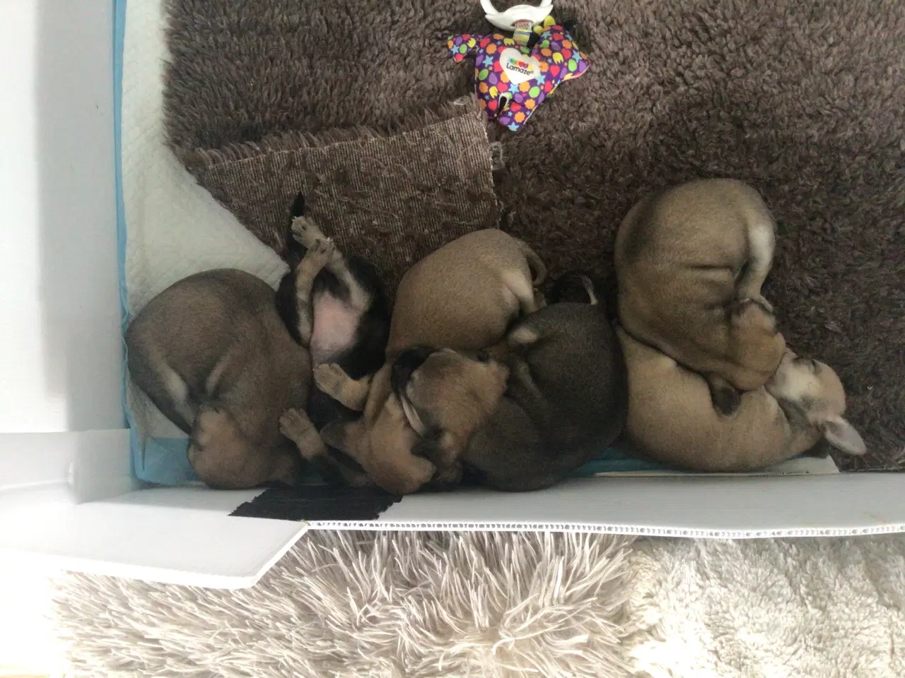 Billede 12 - Chihuahua hvalpe til salg