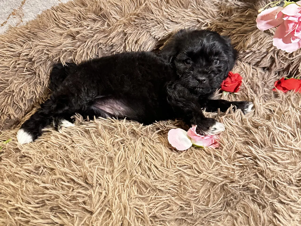 Billede 15 - Cavapoo F2B 