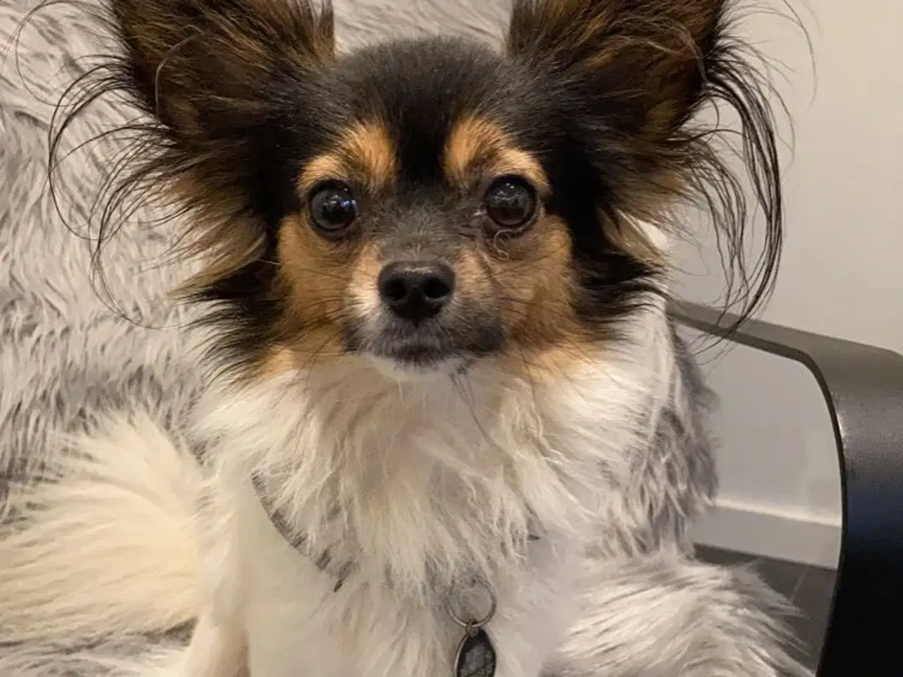 Billede 15 - Chihuahua hvalpe 