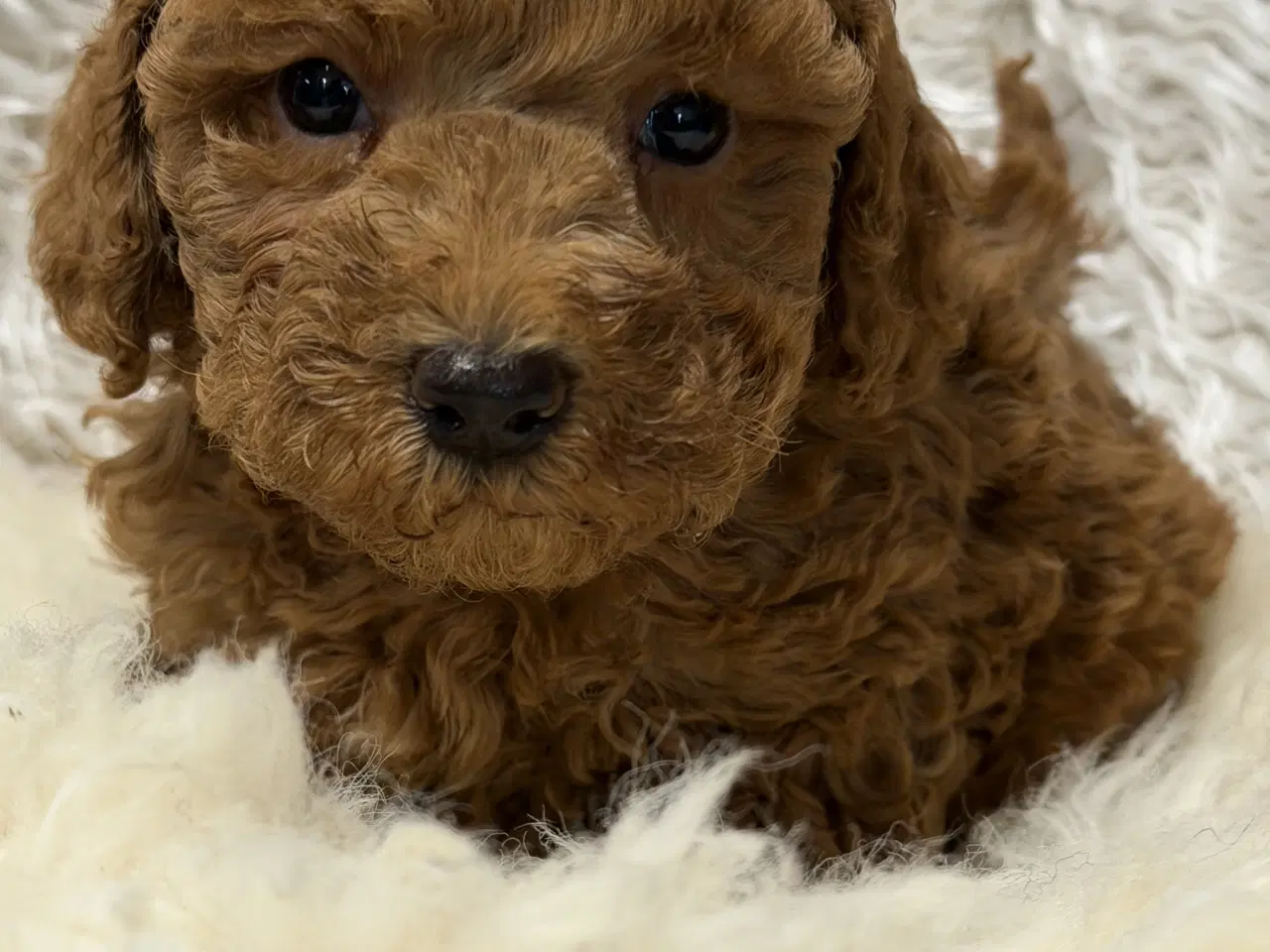 Billede 6 - Skønne Doodldoodle hvalpe 