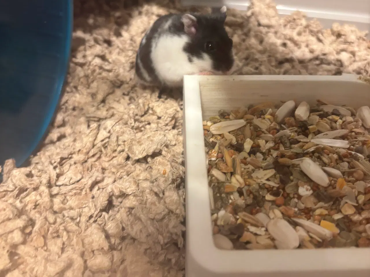 Billede 8 - Guldhamster