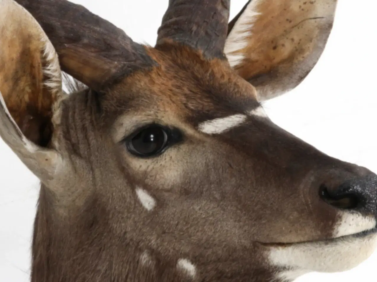 Billede 3 - Nyala hovedmonteret fra Namibia sælges