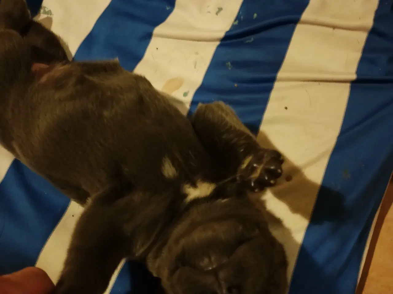 Billede 10 - Cane Corso hvalpe med de sødeste blå øjne 