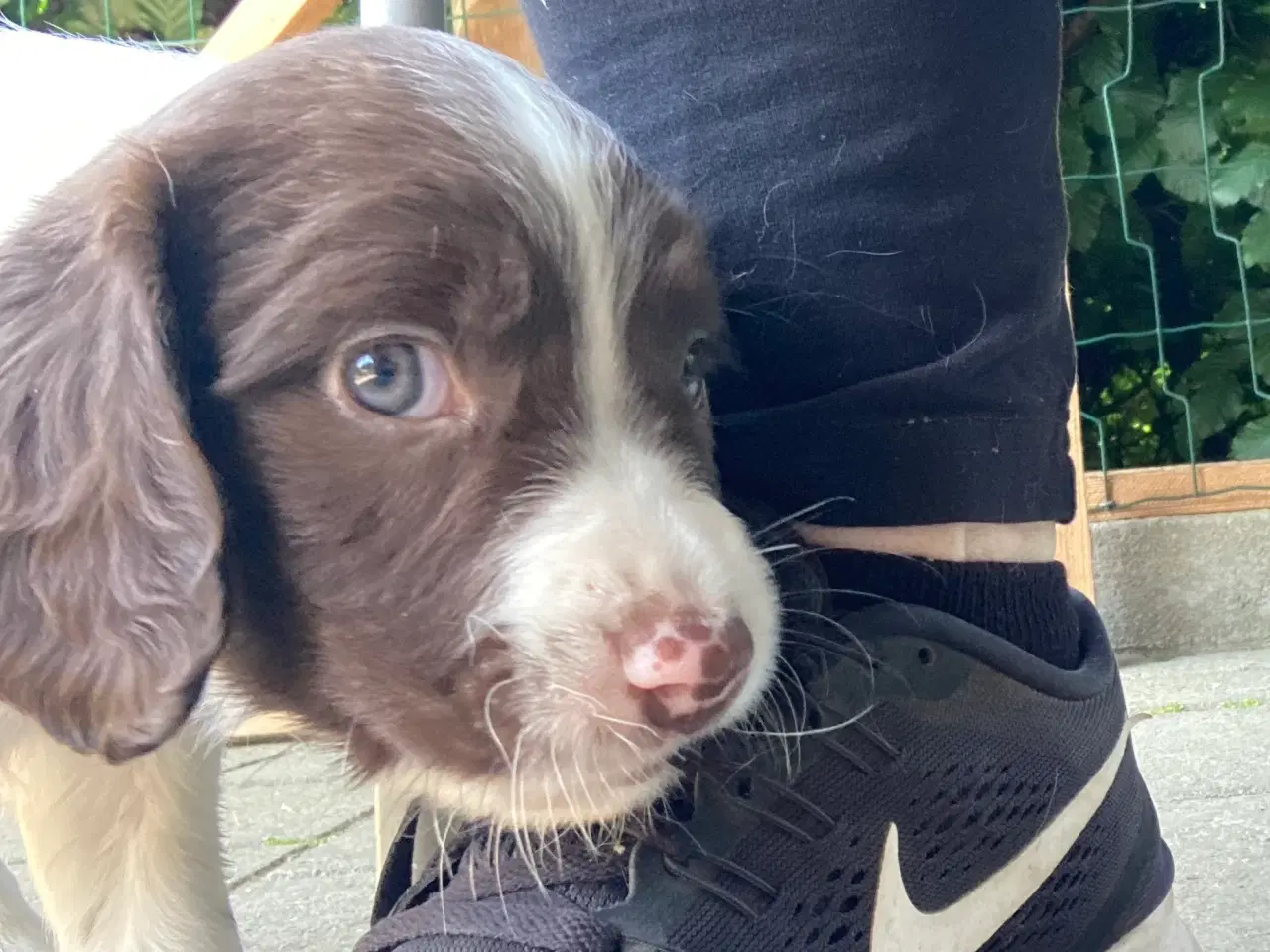 Billede 6 - Springer Spaniel🐶💙Klar til Nyt🏠Nu