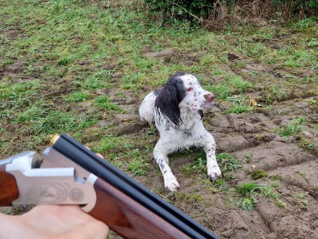 Billede 2 - Springer spaniel/Kleiner hvalpe