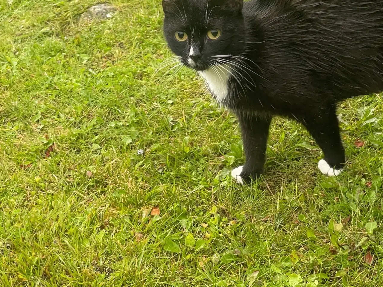 Billede 1 - Sørgelig kat søger kærligt hjem 