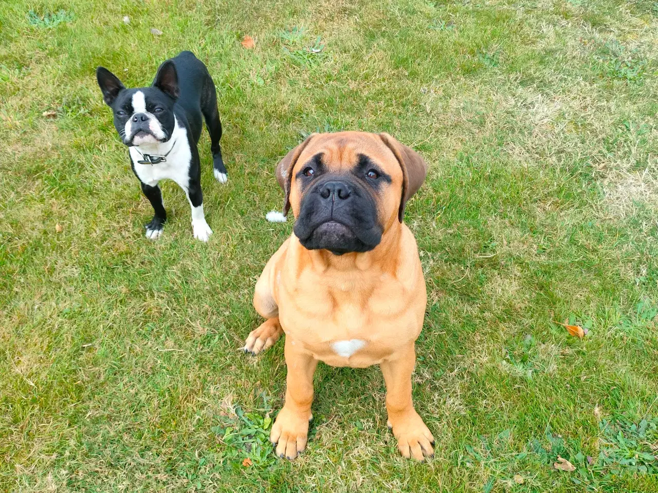 Billede 7 - Bull mastiff med DKK stamtavle