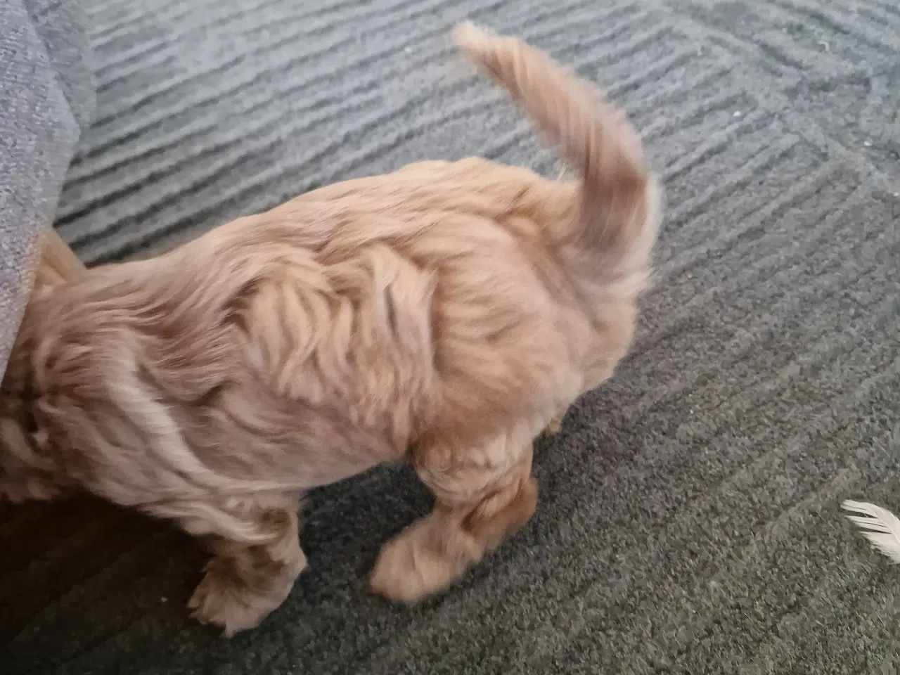 Billede 3 - Golden doodle