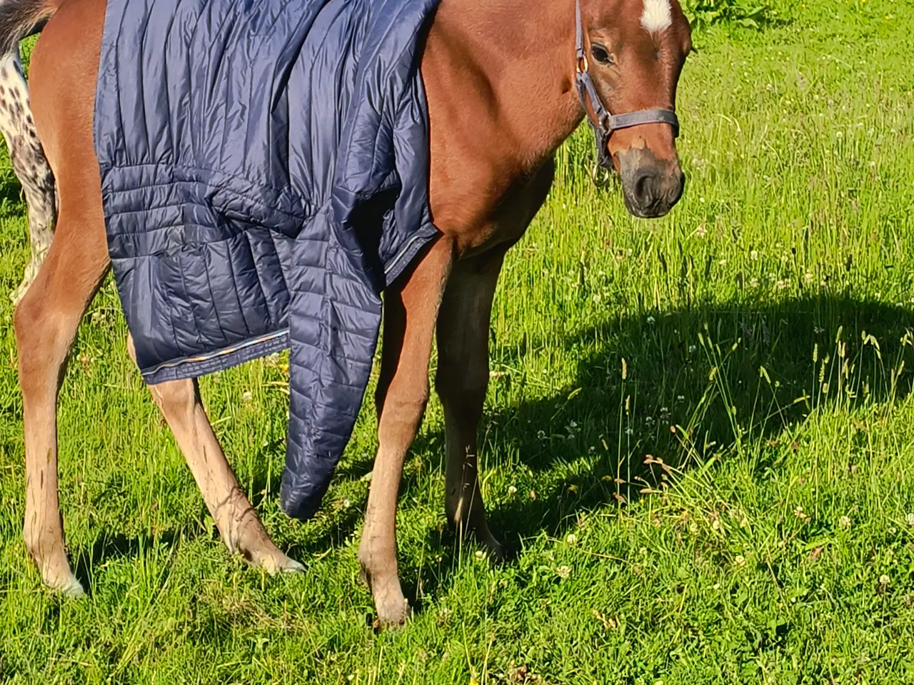 Billede 10 - Dansk Sports Pony 
