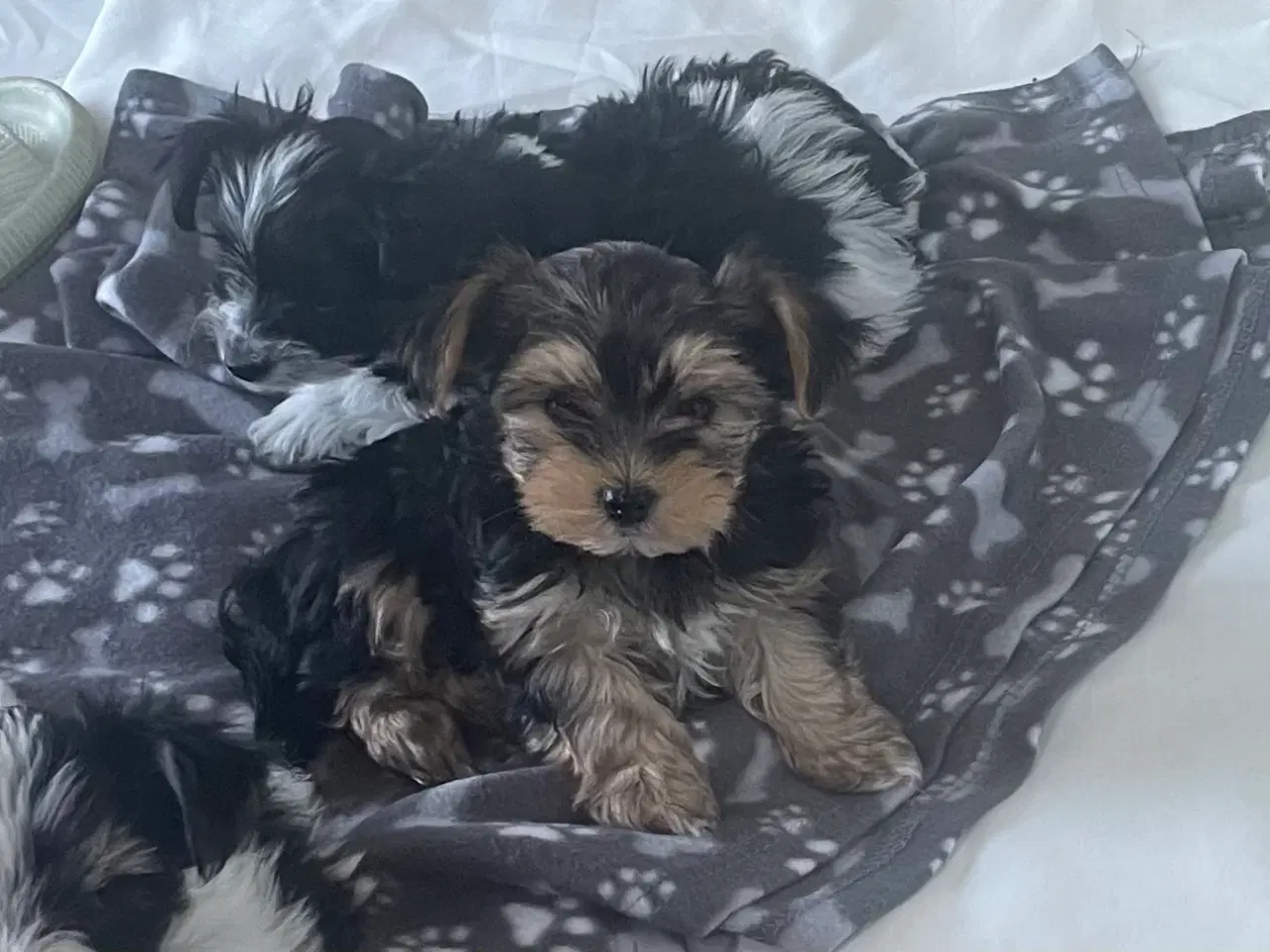 Billede 3 - 🐶Yorkshirre terrier Biewer 🐶