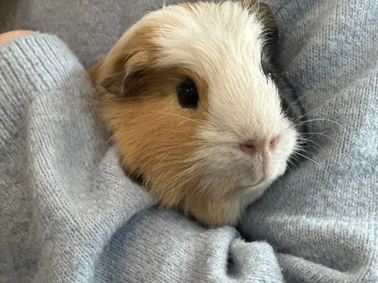 Billede 6 - Marsvine han, saltkaramel