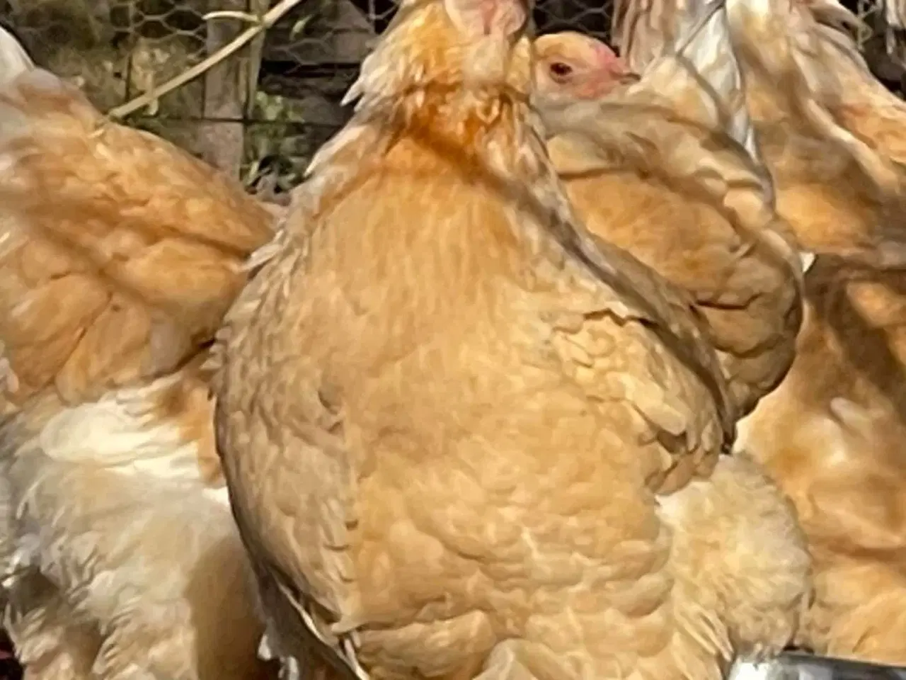 Billede 4 - Brahma Lemon Pyle