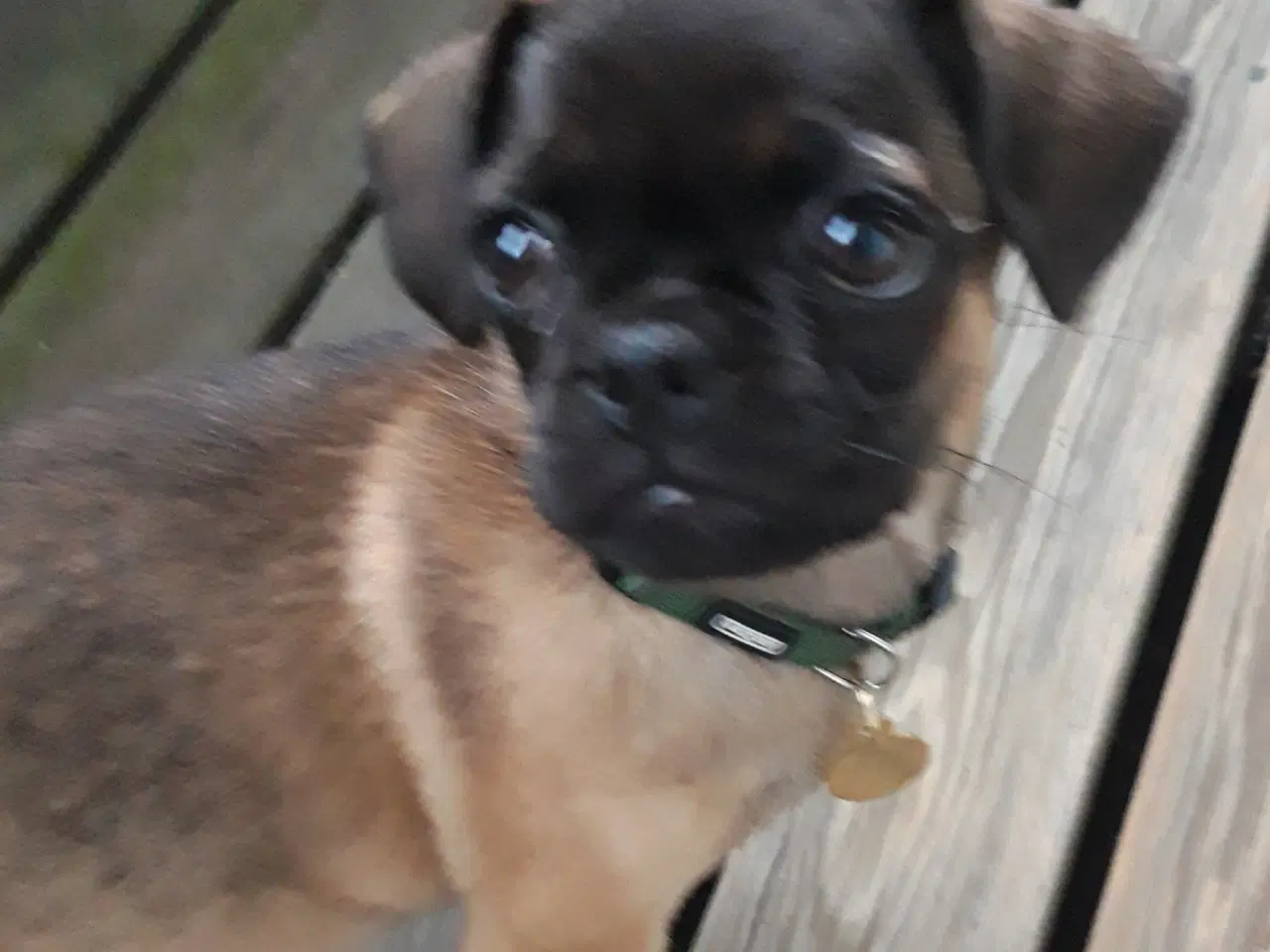 Billede 3 - MOPS BLANDING  .  Mops - Chihuahua