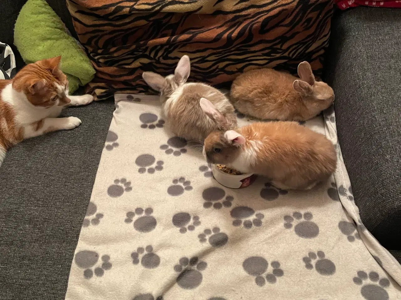 Billede 1 - Dværgvædder Unger 