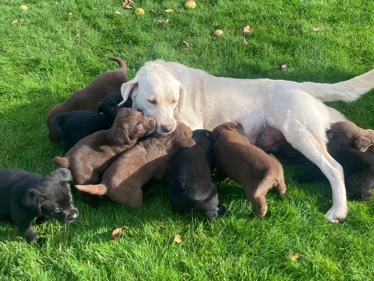 Billede 1 - Ægte labrador hvalpe sælges 