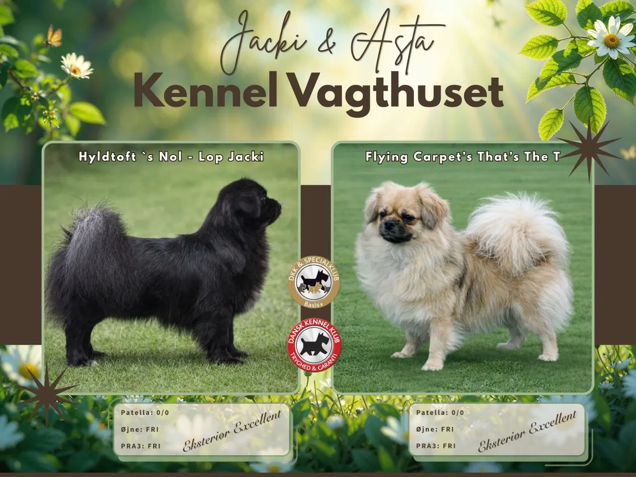 Billede 3 - Tibetansk Spaniel hvalpe