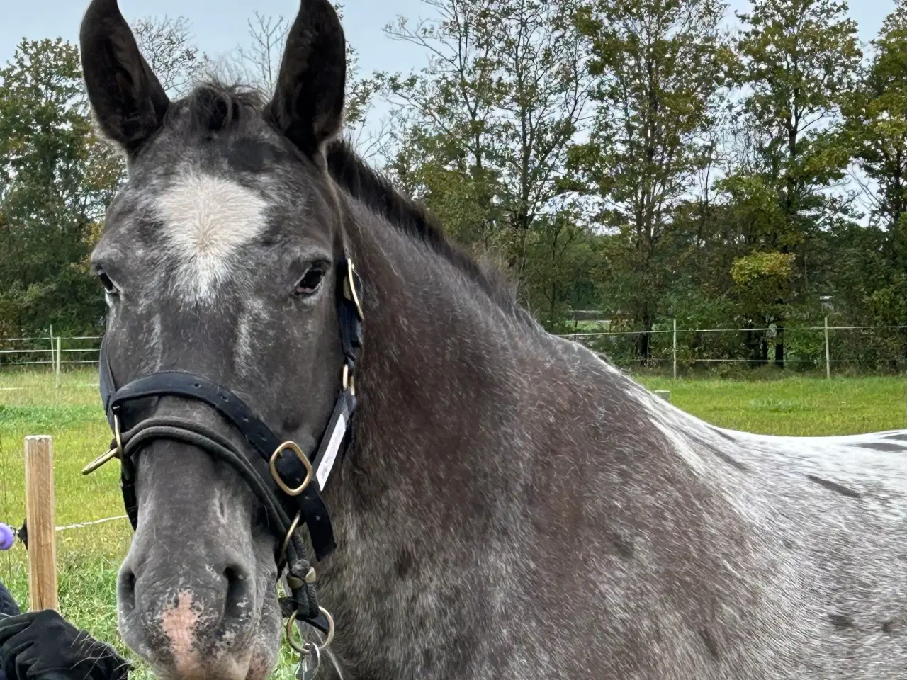 Billede 3 - Knapstrupper/oldenborg vallak