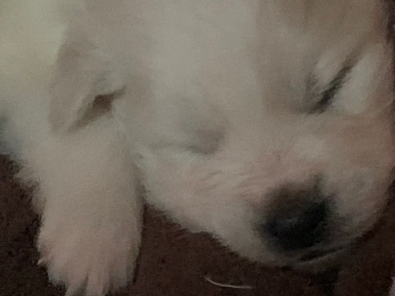 Billede 1 - Bedårende Mittelspitz hvalpe