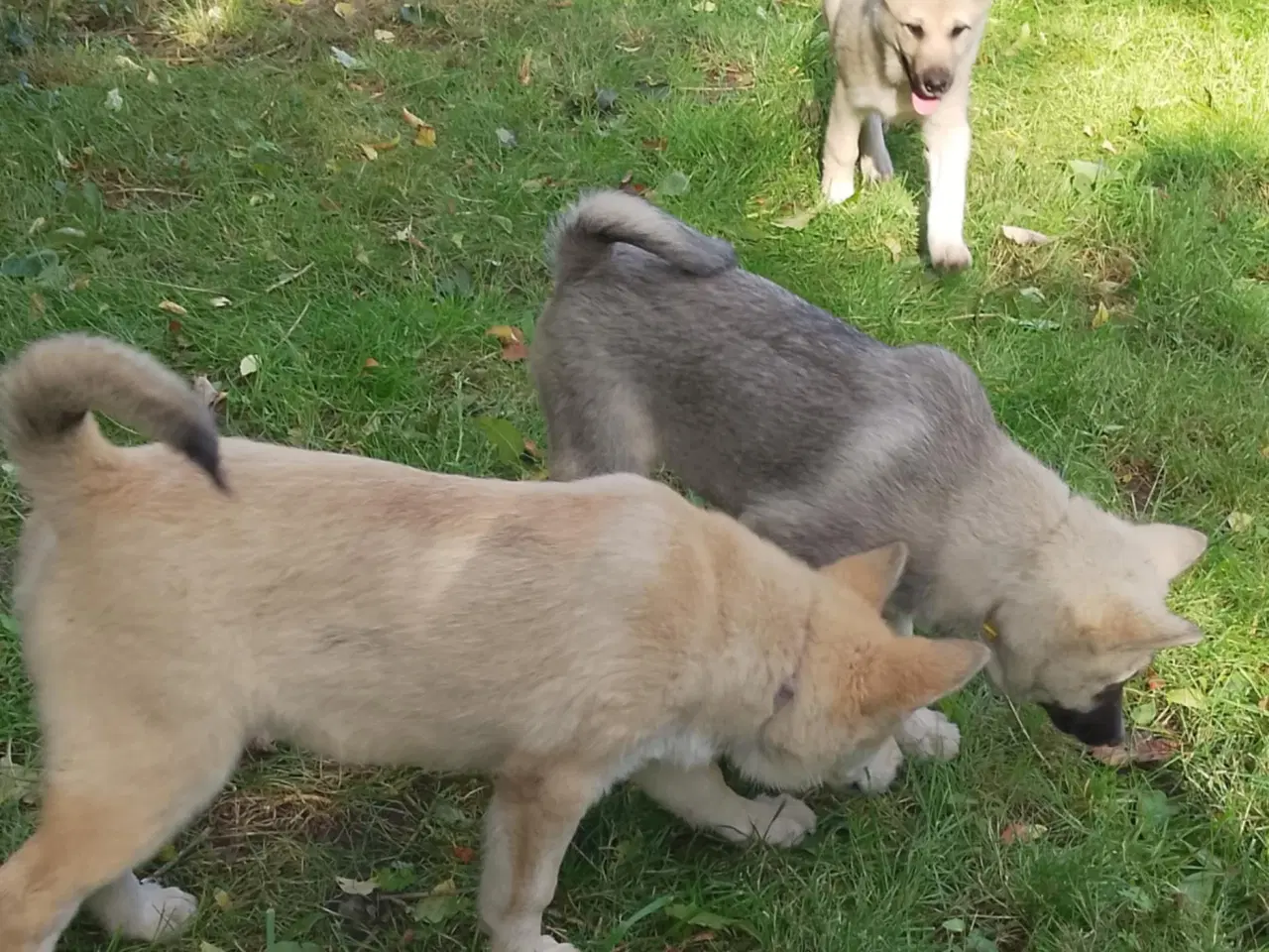 Billede 13 - Husky blandinger 