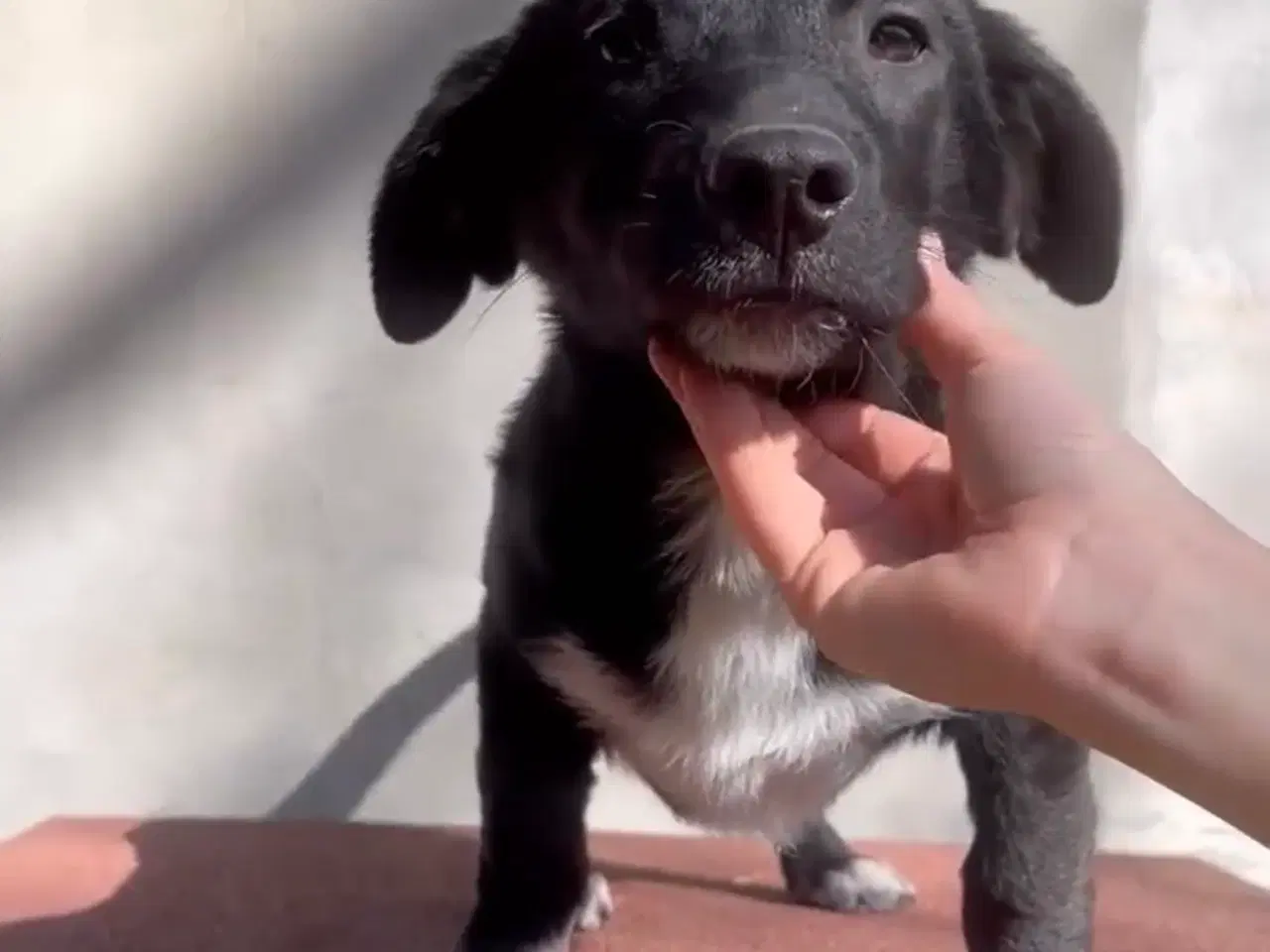 Billede 3 - Lille Per ønsker sig et hjem 